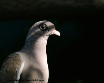2017februari_ Ala Blanka_1600FB_350