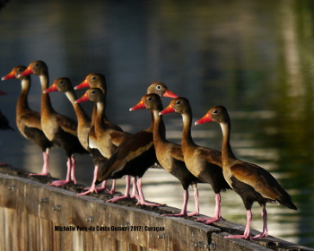 2017 Black-bellied whistling ducks_350
