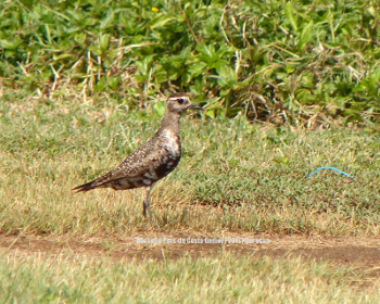 2017 Golden plover_350 website