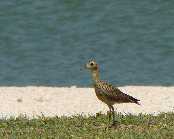 Upland sandpiper-350x280