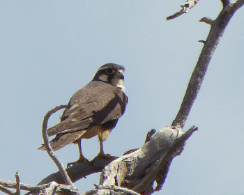 Aplomada falcon 3