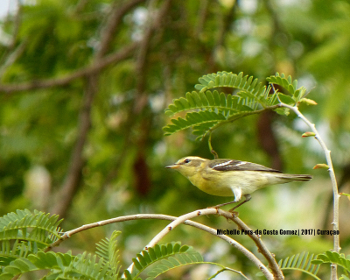 Blackburnian warbler
