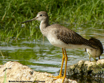 Greater Yellowlegs