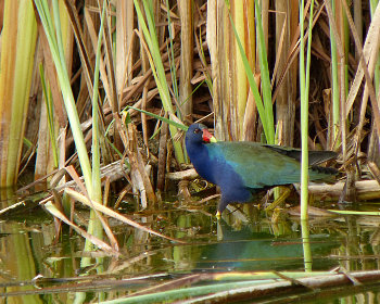Purple Gallinule 350x280 1