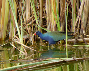Purple Gallinule 350x280 2