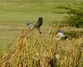 Whistling Heron 350x280 1