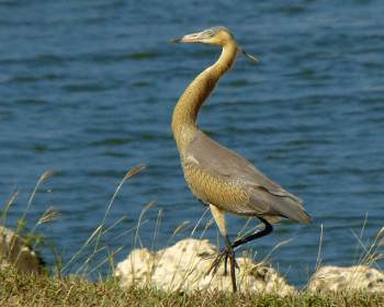 Whistling Heron 350x280 3
