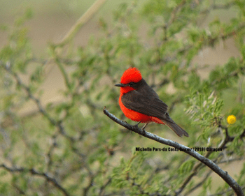 2018 Vermilion Flycatcher 2_350