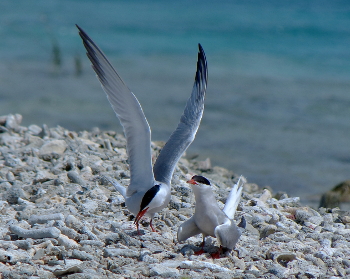 F00Natuurdagboek 4 april 1 350px