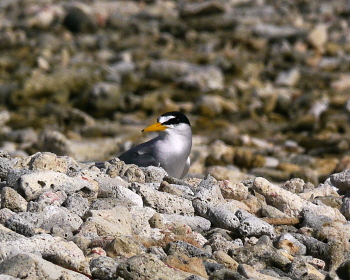 F00Natuurdagboek 4 april 2 350px