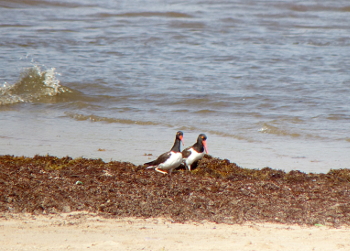 F00Natuurdagboek 4 april 3350px