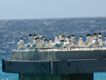 F00Natuurdagboek 4 april 4 350px