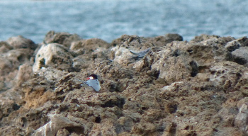 2018 common tern breeding 350