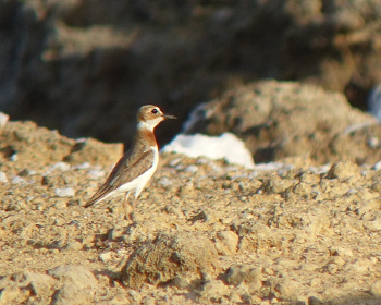 2018 wilsons plover female_350