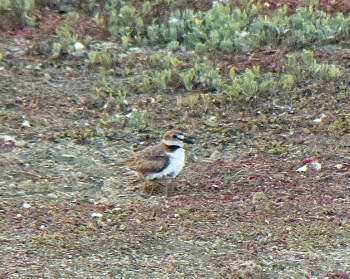 2018 wilsons plover with 6 legs_350