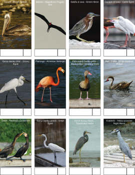 Bird telling kust 1 350px thumbnail