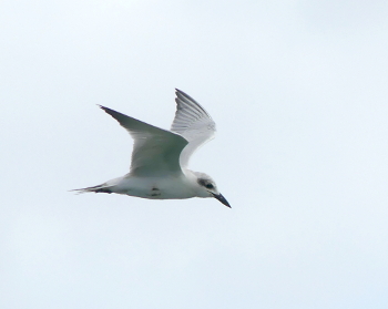 Gull-billed tern 350x