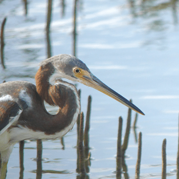 2018 Tricolored Heron_350x350