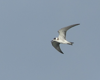 Black tern 1 _350_MdCG