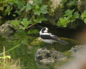 Pied Water Tyrant 1 _325_MdCG