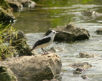Pied Water Tyrant 2 _325_MdCG.JPG