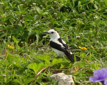Pied Water Tyrant 3 _325_MdCG