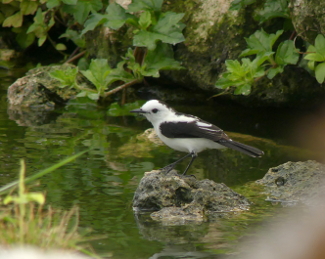 Pied Water Tyrant 4 _325_MdCG