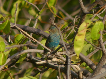 2019 indigo bunting 2_350blog