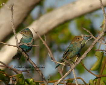 2019 indigo bunting 5_1350blog