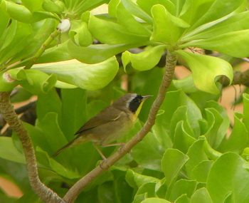 2019 Common Yellowthroat 2 350