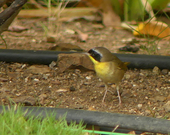 2019 Common Yellowthroat 350