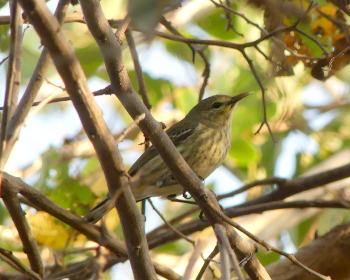 2019 Cape May warbler 2_350