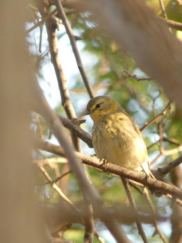 2019 Cape May warbler_350