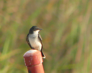 2019 Eastern Kingbird 2_35x