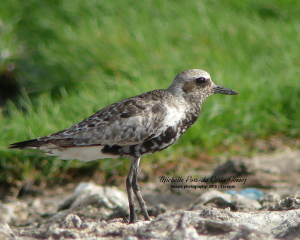 2019 Black-bellied Plover_300x