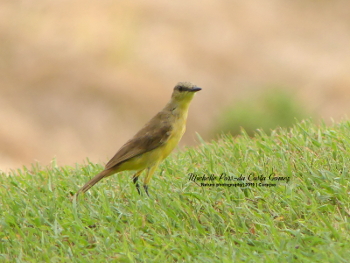 2019 Cattle Tyrant 3_350