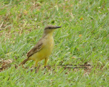 2019 Cattle Tyrant_350