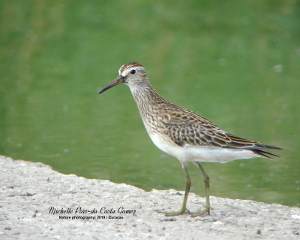 2019 Pectoral sandpiper_300x
