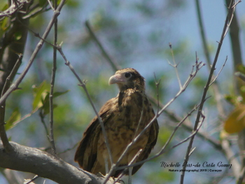 2019 Yellow Headed Caracara 2_350x