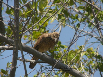 2019 Yellow Headed Caracara 4_350x