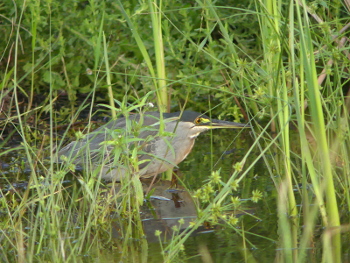2019 Striated heron 2_350x
