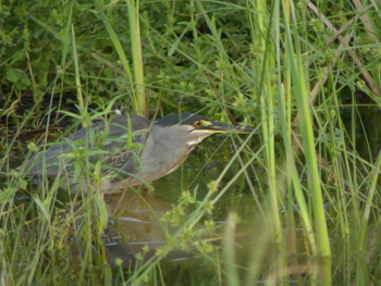 2019 Striated heron_350x
