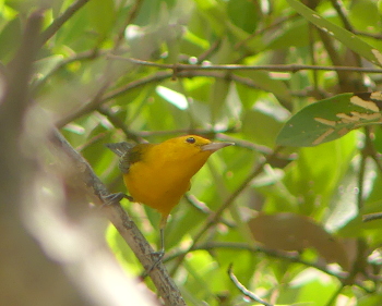 Prothonotary warbler_350x