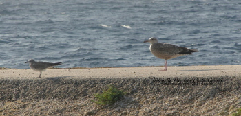 Herring Gull and laughing gull comparison_350x