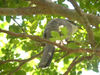 Mangrove cuckoo 2 350x