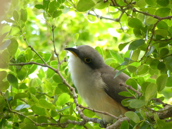 Mangrove cuckoo 3 350x