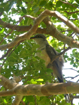Mangrove cuckoo 350x