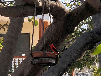 91397488_2518097978453549_4099643857099030528_o 350X