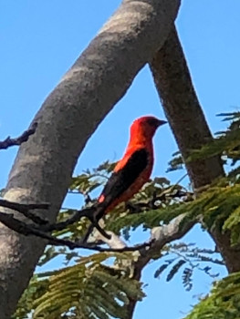 91649675_2518098938453453_7971258245366939648_o 350x