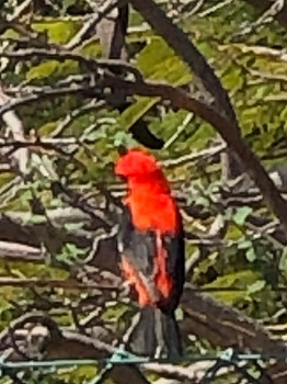 92028767_2518098295120184_6173445687573741568_o 350X